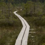 A serene view of a wooden boardwalk winding through a lush bog landscape.