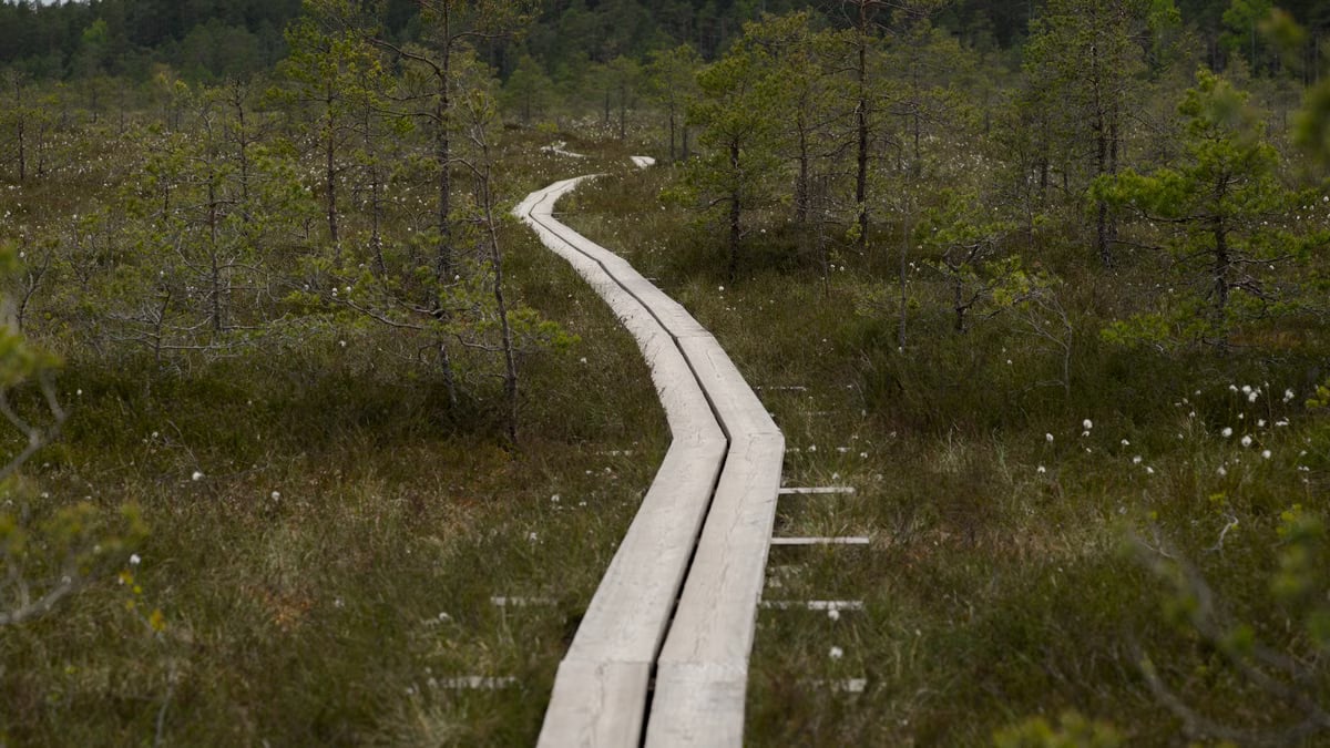 A serene view of a wooden boardwalk winding through a lush bog landscape.